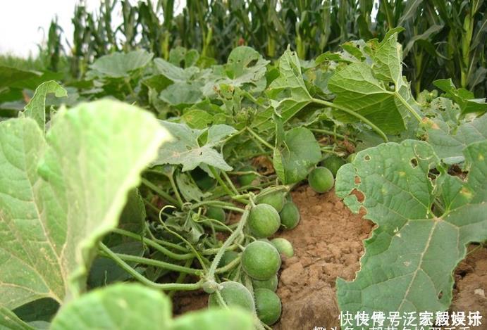 儿时拿来玩耍的“袖珍西瓜”，如今成了城里人的最爱，卖40元一斤