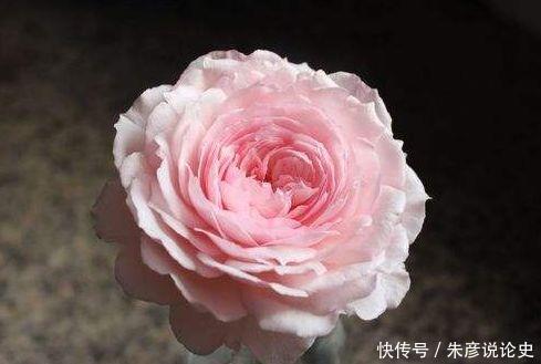 金鱼草|此4种花是爆盆能手,花开繁盛花香怡人,花朵粉嫩丰腴,超迷人