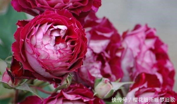 医生|月季马萨德医生,颜色鲜艳,多头开花,非常优秀的月季品种