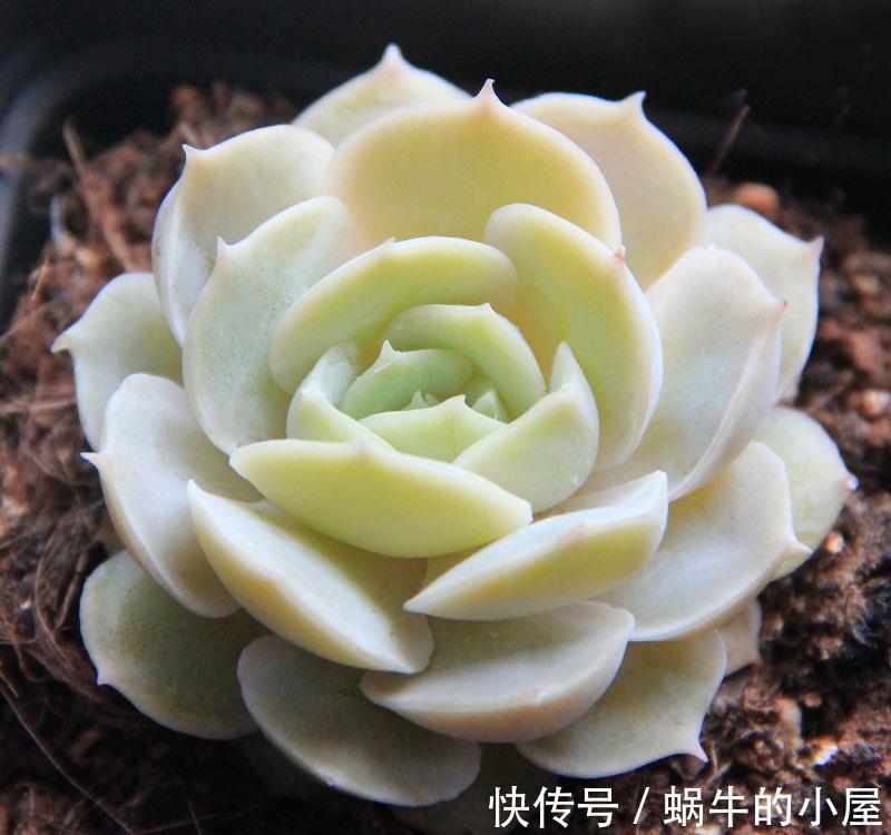 你需要知道的多肉翻盆小技巧,学会这几招彻底打破肉肉僵苗魔咒