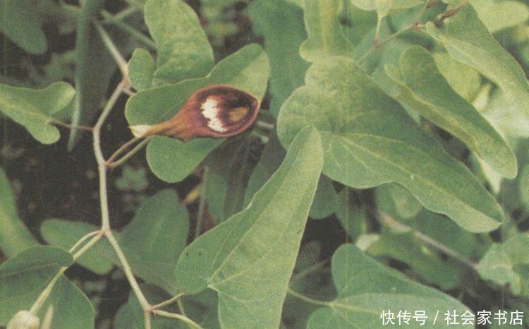  健康|爱美女性多吃3种食物，排毒养颜、改善体质，早吃早受益