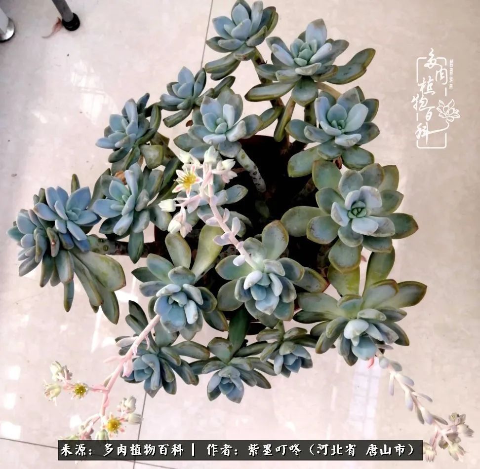 从平凡中寻找美感,从噪杂中寻找宁静——多肉给予我的心灵疗愈!