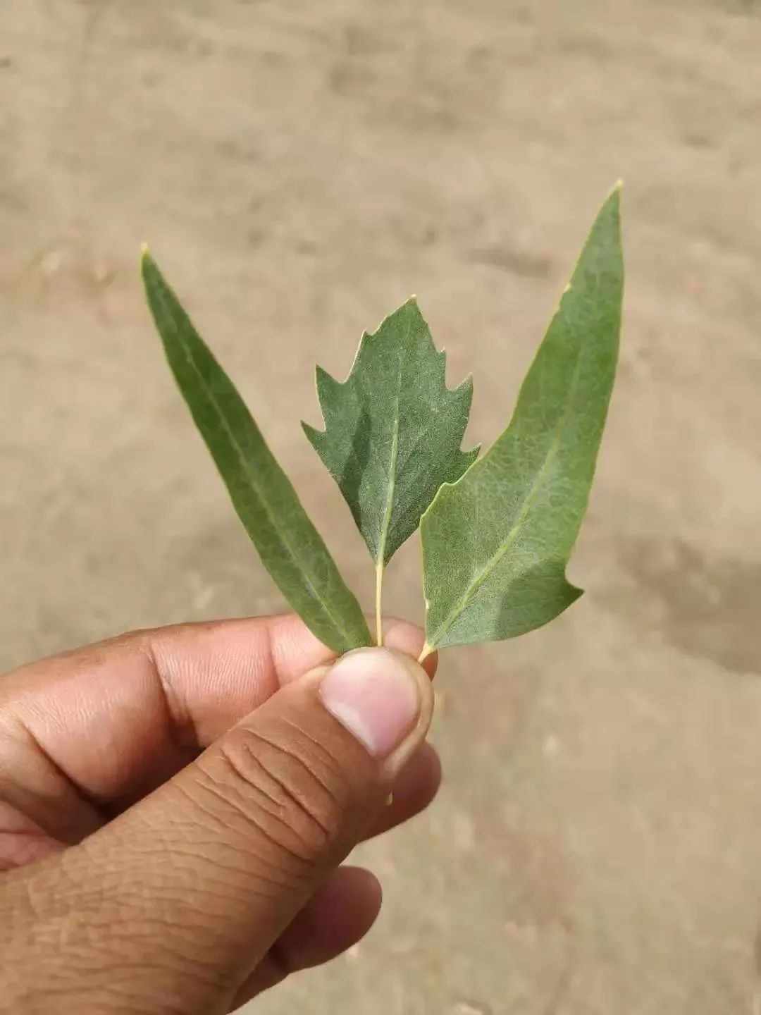 你知道胡杨叶子的“三生三世”吗？