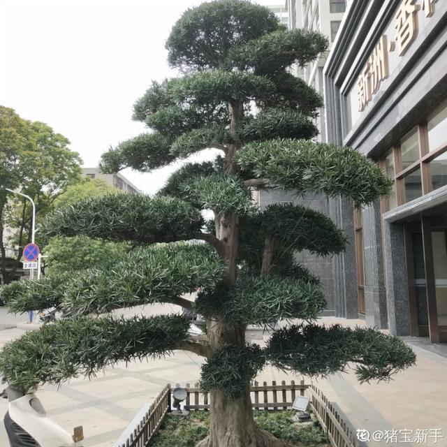盆景家里养盆松,代代出富翁,镇宅守家福气旺