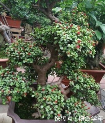 家里养上“3种花”,寓意吉祥,观赏价值高,比发财树强10倍!