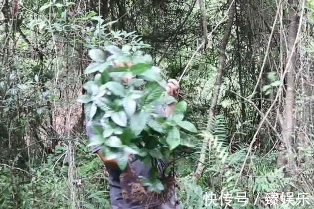 观音茶|长得漫山遍野的植物，城里人用来作盆栽，农民却说入药能治病抗癌