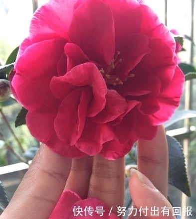 花卉|最值得拥有的漂亮花卉,花大香浓,窗台养上一盆真的是绝美