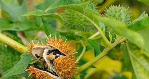 农村这种果子被称为“刺苹果”，全身长满刺，却有剧毒不能吃