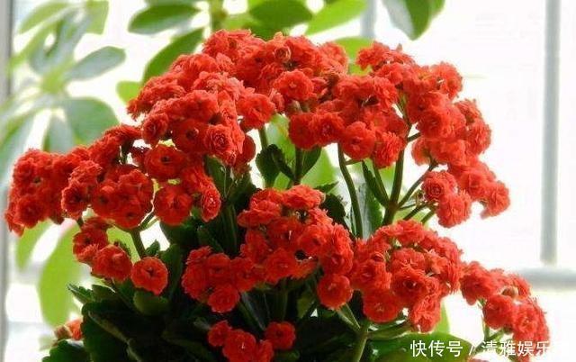 植物|养花不会施肥记住3点就行了,学会了“一生受用”