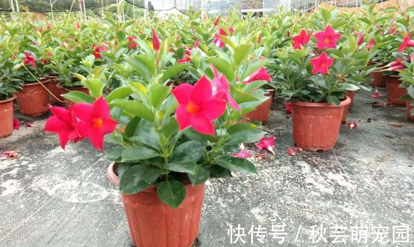 飘香藤爱爬墙、爱开花，家庭盆栽好养漂亮、花期长，人人爱