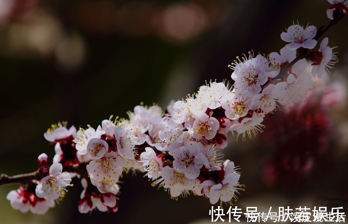 哥哥&弟弟考了状元,哥哥考第十名,太后说:你们换一下