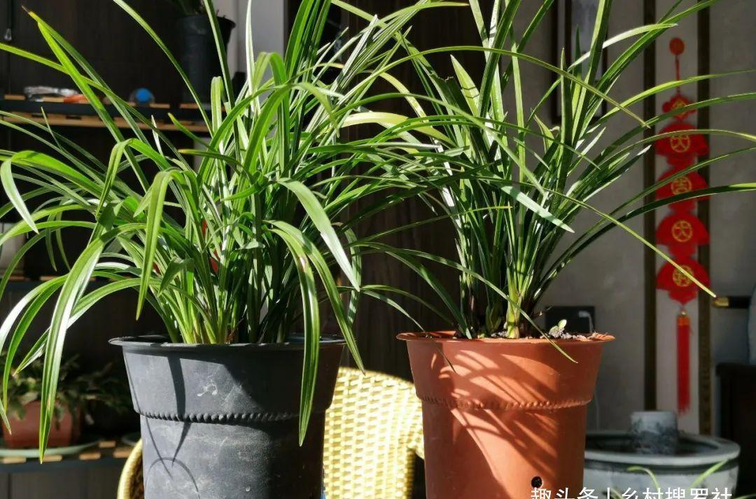 养兰花最怕什么?兰友只知其一却不知其二,怪不得养几年不开花