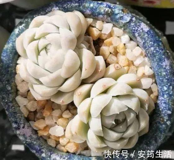 刚种多肉选什么品种此3款好养、容易爆盆,用叶片就能繁殖