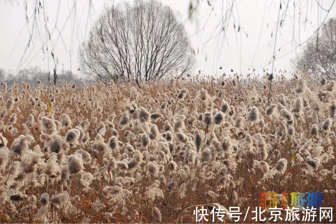 冬景|迎颜值巅峰！京城宝藏冬景实拍，昔日“两岸芦花一钓船”胜景再现~