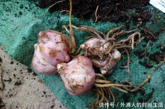几个“洋葱球”,埋在花盆里,长出8朵百合花,开完花还能吃
