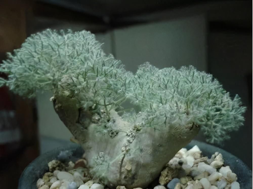玉扇|4种高贵的多肉，很多人只听过名字，却没养过，直呼养不起