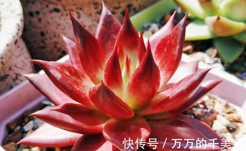 爆盆|适合新人养殖的5款多肉,它们好看又易爆盆,拿来练手正好