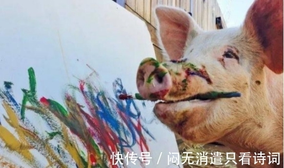 小猪&全球唯一会画画的猪,作品卖几万,猪界毕加索,网友:人不如猪