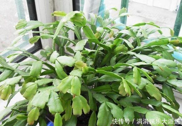 夏季养殖蟹爪兰、沙漠玫瑰、仙客来、君子兰，少浇水反而长得好