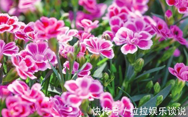 花期|5种花很耐养，开花漂亮花期长，沾土就能活，超美的