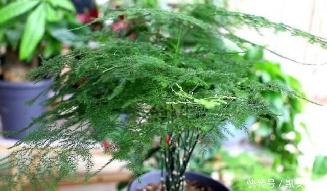 孔雀竹芋|家里如果养这7种花,千万要记得少晒太阳它们喜阴