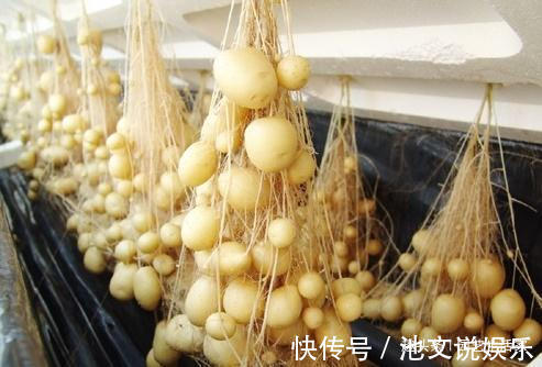 土豆“发芽”不要扔，切成段，不用土，一次却能结50个，太牛了