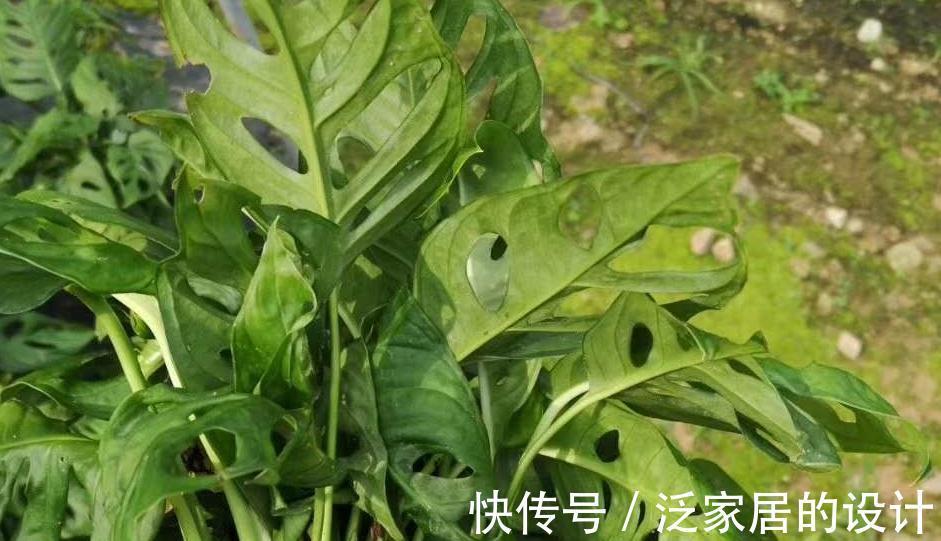 观叶花卉|这两款室内除甲醛，观叶花卉，长的太像，如何区分呢