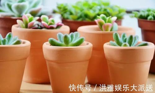 多肉植物|碰到这几种情况,多肉别浇水了!多浇一点就死翘翘