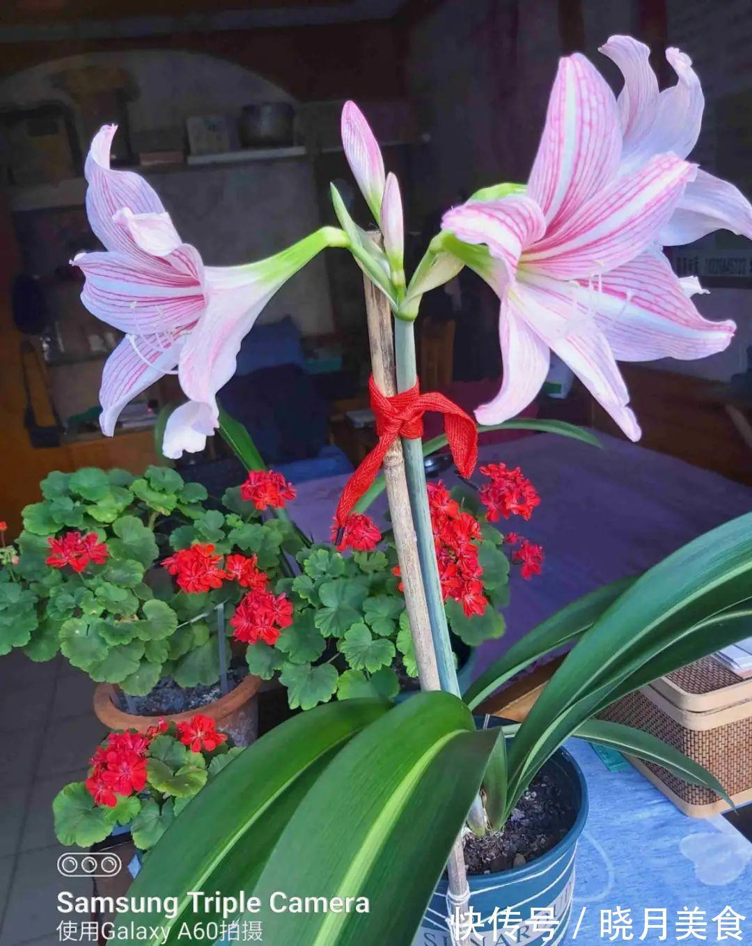 浇水|15种常见花,冬天浇水有讲究,小心越浇花越死