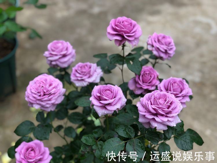 喜欢玫瑰,不妨养盆优良月季“水星王阳台”开花爆盆,神秘而冷艳