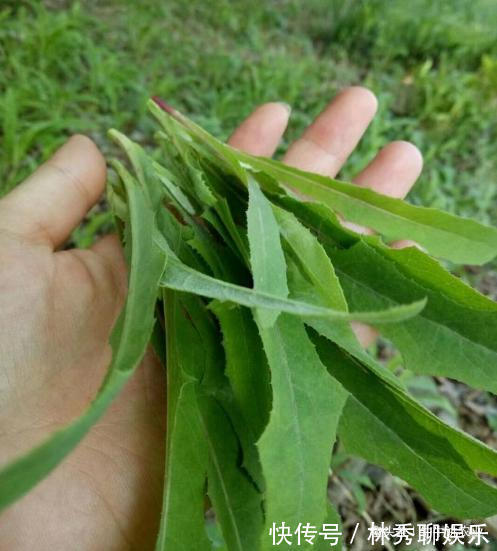 农村|农村有种野菜，被称作“亲妈菜”“救命菜”，能治”富贵病“