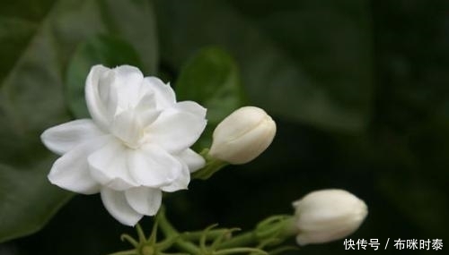 它在农村花开正盛,被古人称为“人间第一香”,是止咳化痰的良药