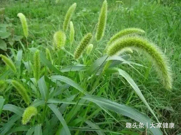 狗尾巴草|平民医生狗尾巴草!6大功效,赶走身体6种疾病!值得珍惜!