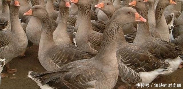 外国鹅肝贵得离谱,为何不用中国鹅肝取而代之,看完才知不可能