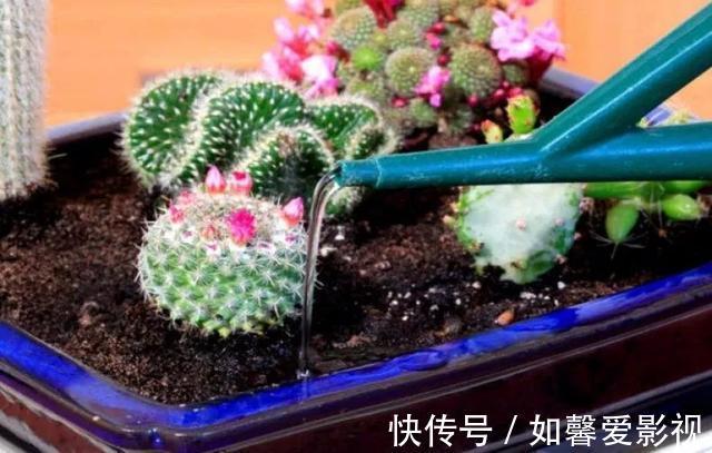 浇水|养花不会浇水，家里再多花也会被糟蹋，新手盆栽浇水指南