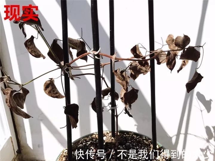 养花技巧最难养的花，买多少死多少，想想就生气！