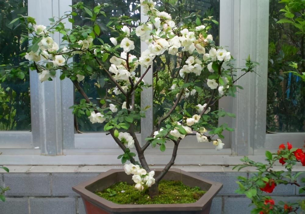 温差|天气温差变化大,就养这种花卉,耐寒又耐旱,只要浇点水就能活