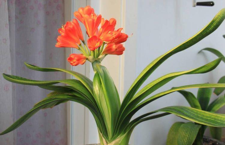 温度|5种花温度高要遮阴,少浇水,不然过了夏天就只剩盆了