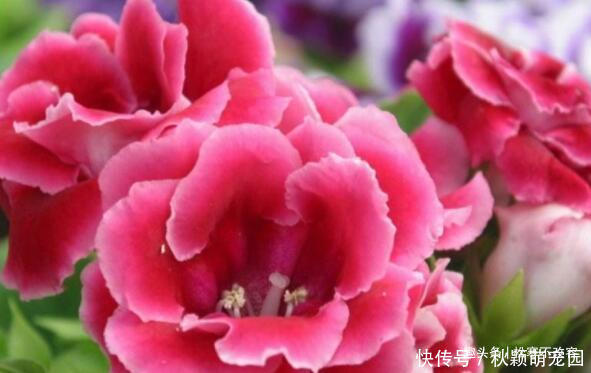 养花|喜欢养花,就养这几款,比吊兰还好养,烂漫迷人又可爱