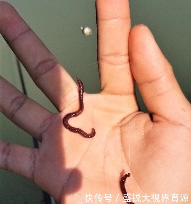 定海神针|钓鱼浮漂一直没信号,不是水里没鱼,而是有些细节没做好