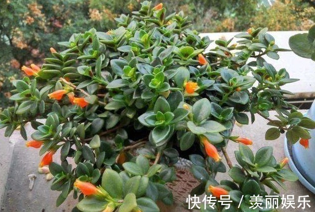 花朵|长在枝丫的“金鱼”,你有见过吗还比真金鱼好养,快去养一盆