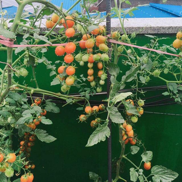 阳台上最好养的“3种菜”,种一次,吃不完,收获一盆又一盆