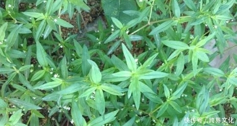 聪明人都在吃以下野菜,清热解毒、健脾和胃、增强免疫力