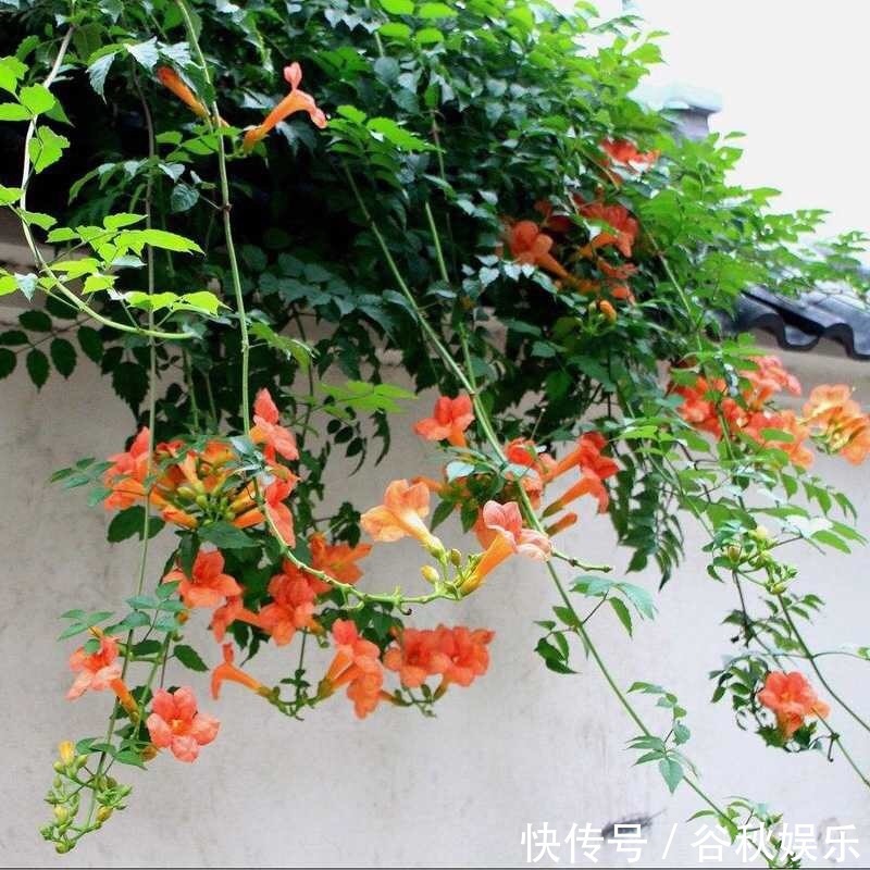 凌霄花|月季别养了,1种“进口”花,零下20℃冻不死,能开红花一串串