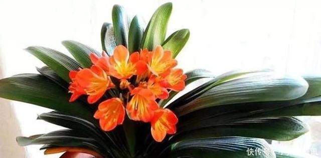 厨房一种的养花宝,比柳树皮都易得,效果不比柳树皮差