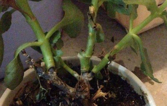 长寿花出现3个“症状”,赶紧拿起剪刀,因为修剪才能“保命”