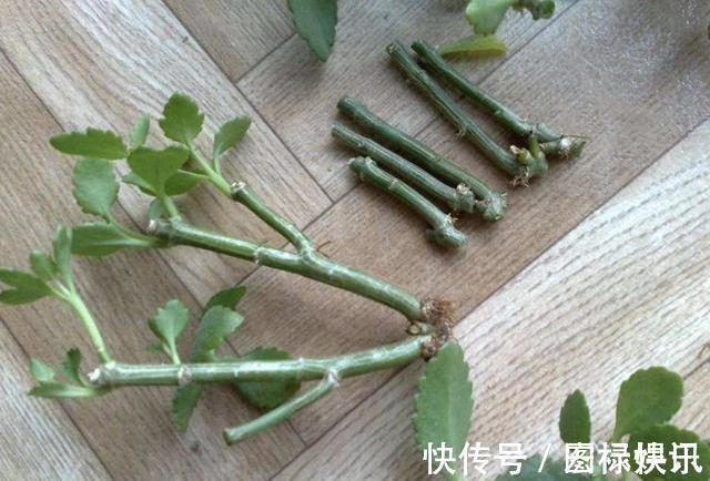 土壤|温度渐渐下降,在家扦插“4种花”,9天就生根,2个月后开花多!
