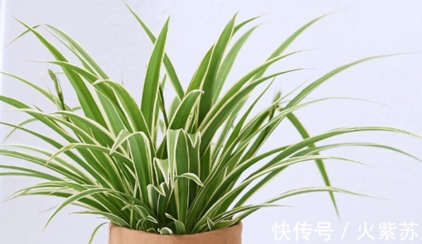 花卉|五种花耐阴性很好，天气凉爽也别暴晒，不然容易出问题