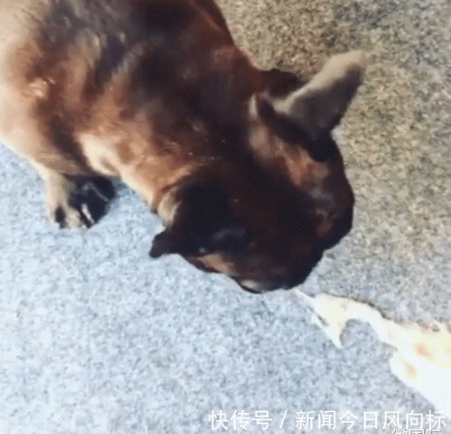 工厂|全球最臭的工厂,臭到狗都没法进去直接呕吐,却有很多人爱吃