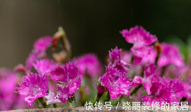 秋末8种花草会“假死”，别整盆扔掉，否则亏大了